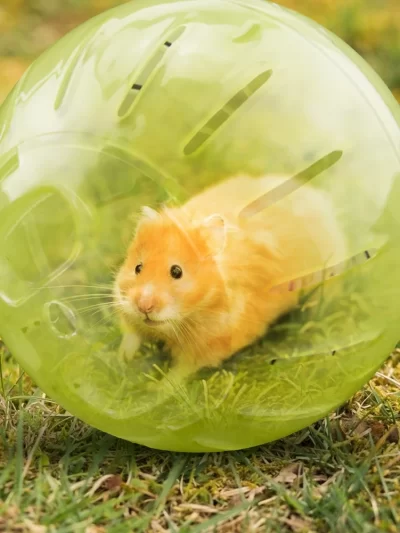 Clear Plastic Pet Rodent Mini Jogging Ball Hamster Exercise Running Ball Toys Small Animal Toy Play House Exercise Toy