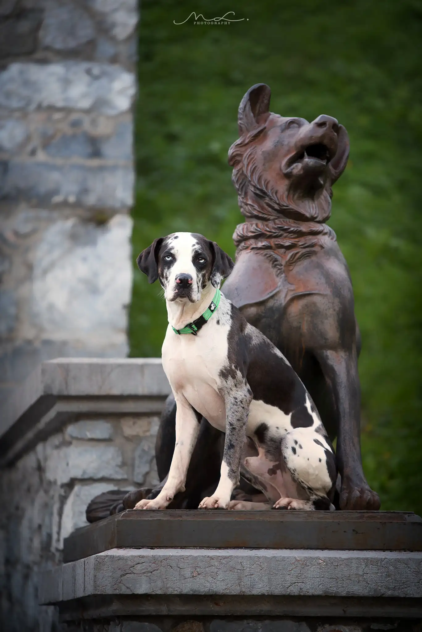 Truelove Pet Dog Collar Nylon Adjustable Webbing Padded Soft Reflective Durable Heavy Duty Training Custom Luxury Cat TLC5011 - Image 3