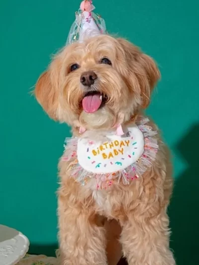 Pet Birthday Bandana and Hats Set Dog or Cat Birthday