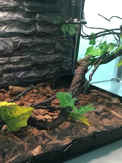 Reptile Corner Branch Vines Plants