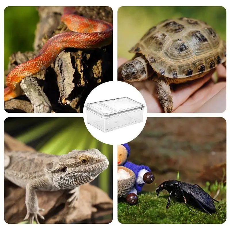 Reptile Feeding Box - Image 5