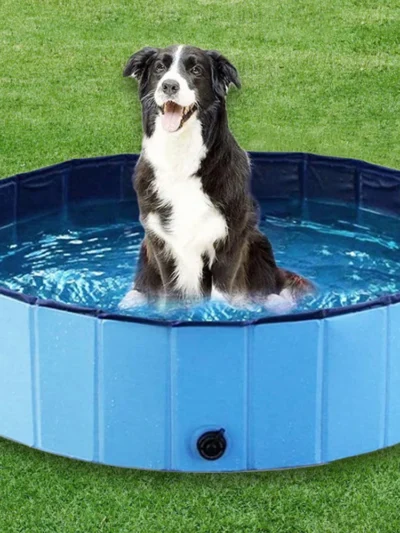 Dog Swimming Pool
