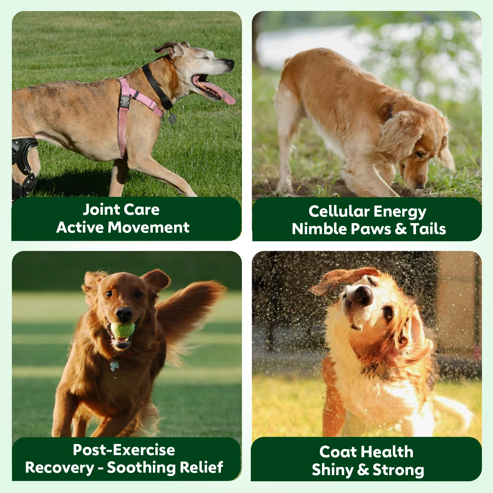 NUTRIDOG Senior Dog Vitamins Chews - Image 3