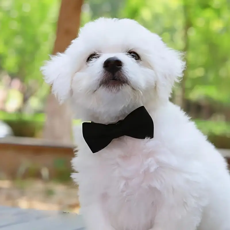 Bow Collar Cats/ Small Dogs - Image 2