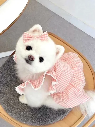 Spring/summer pet dress pink plaid lace