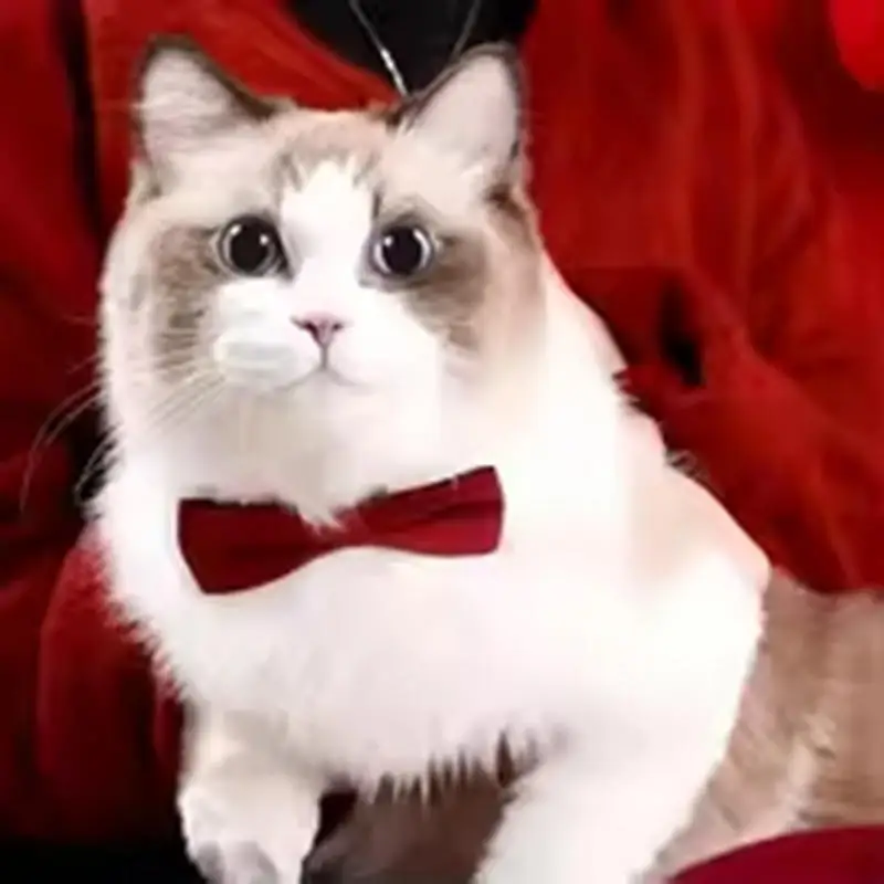 Bow Collar Cats/ Small Dogs - Image 4