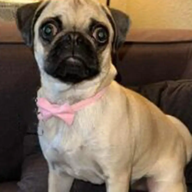 Bow Collar Cats/ Small Dogs - Image 3