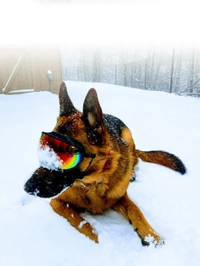 Dog Goggles Anti-UV Sun Glasses