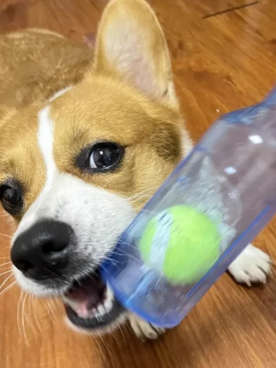 Puppy Chew Toy Bite-resistance Beer Bottle